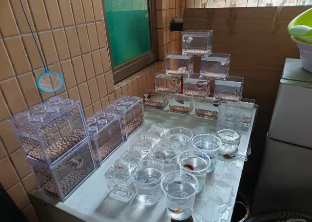 新手两次养鱼，经验总结！！别铺底沙！！ 