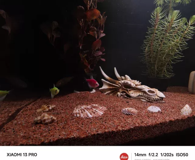 消失的鱼 