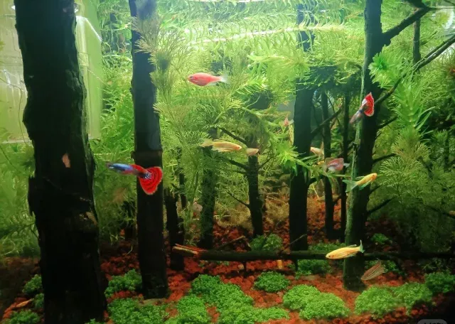 消失的鱼 