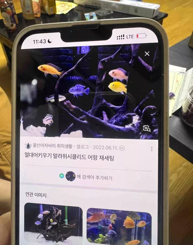 消失的鱼 