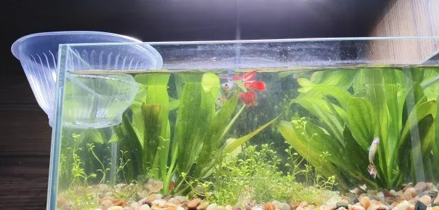 开缸教程 