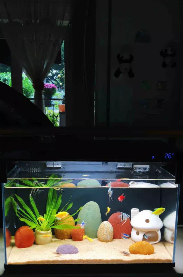 【当贝智能鱼缸】新入手了一台鱼缸，很香！ 