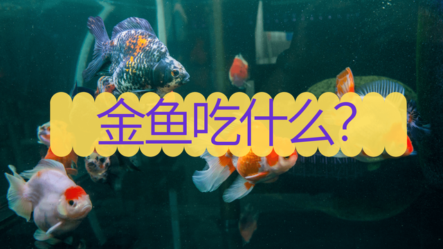 金鱼吃什么？金鱼多久喂一次？-1.jpg