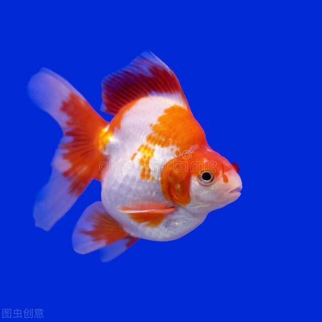 图片欣赏美丽的金鱼-35.jpg
