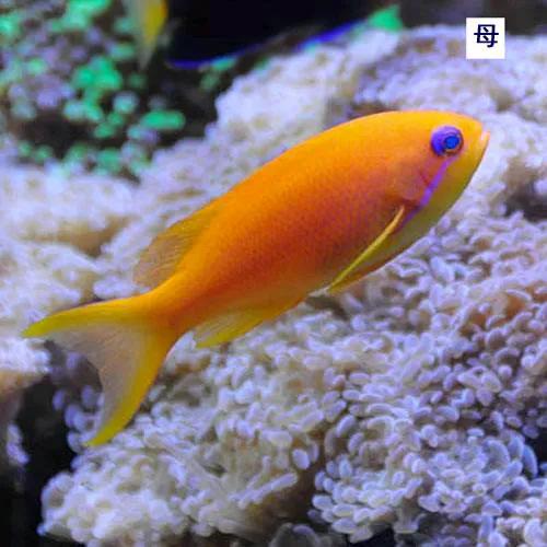 鱼类百科之蓝眼海金鱼-2.jpg