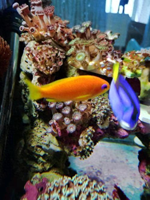 鱼类百科之蓝眼海金鱼-1.jpg