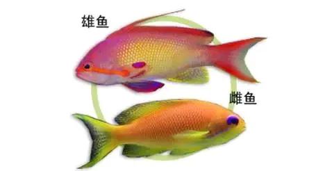鱼类百科之蓝眼海金鱼-3.jpg