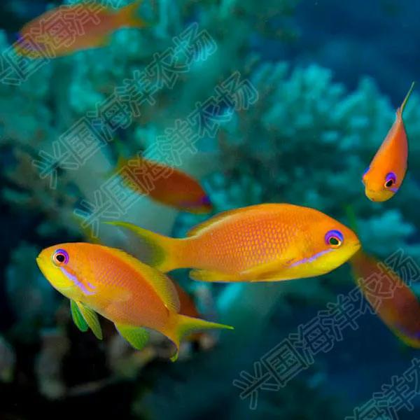 鱼类百科之蓝眼海金鱼-4.jpg