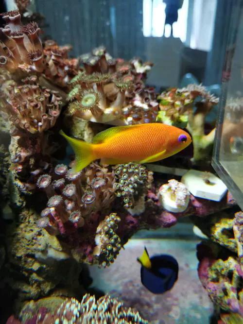 鱼类百科之蓝眼海金鱼-8.jpg