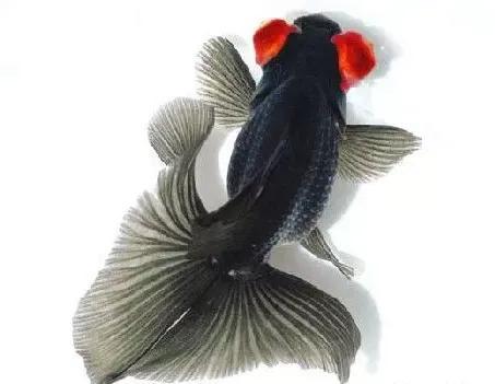 金鱼大全集锦-23.jpg