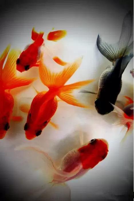 金鱼大全集锦-34.jpg