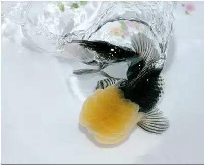 金鱼大全集锦-32.jpg