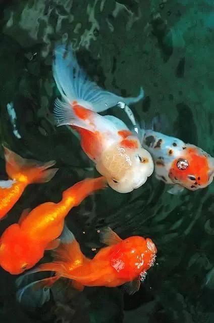 金鱼大全集锦-51.jpg