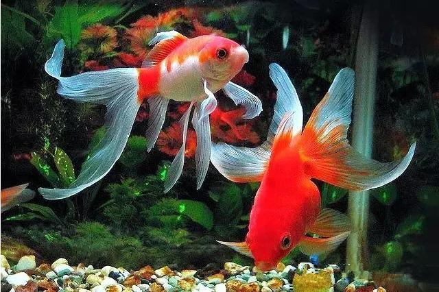 金鱼大全集锦-58.jpg