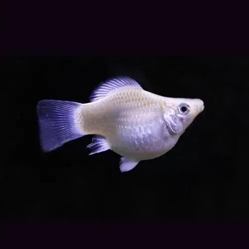 超美的水中天使，六十种名字优雅好听的观赏鱼爆美图片欣赏-21.jpg
