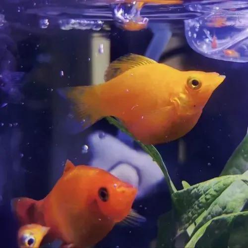 超美的水中天使，六十种名字优雅好听的观赏鱼爆美图片欣赏-22.jpg