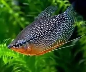 超美的水中天使，六十种名字优雅好听的观赏鱼爆美图片欣赏-38.jpg
