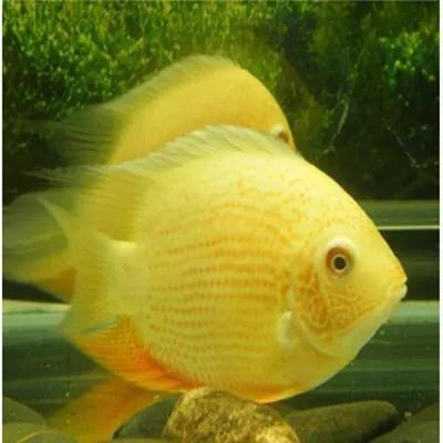 超美的水中天使，六十种名字优雅好听的观赏鱼爆美图片欣赏-42.jpg