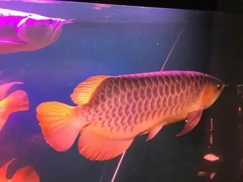 超美的水中天使，六十种名字优雅好听的观赏鱼爆美图片欣赏-50.jpg