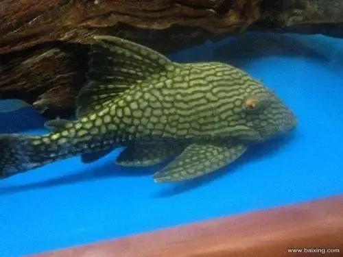 超美的水中天使，六十种名字优雅好听的观赏鱼爆美图片欣赏-56.jpg