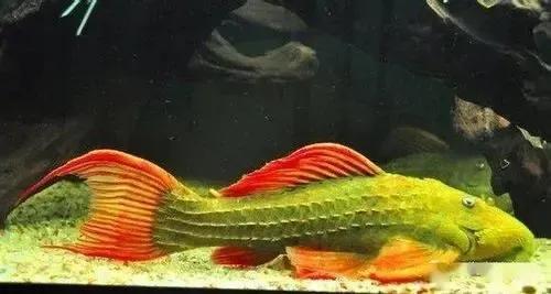 超美的水中天使，六十种名字优雅好听的观赏鱼爆美图片欣赏-79.jpg