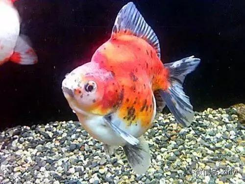 超美的水中天使，六十种名字优雅好听的观赏鱼爆美图片欣赏-88.jpg