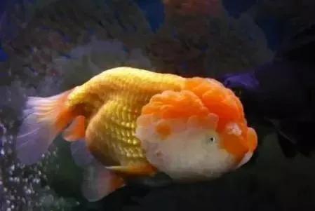超美的水中天使，六十种名字优雅好听的观赏鱼爆美图片欣赏-89.jpg