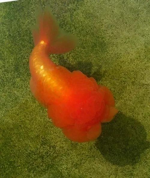 超美的水中天使，六十种名字优雅好听的观赏鱼爆美图片欣赏-92.jpg
