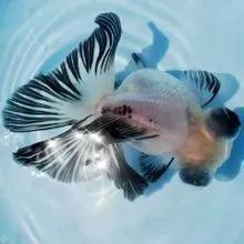 超美的水中天使，六十种名字优雅好听的观赏鱼爆美图片欣赏-93.jpg