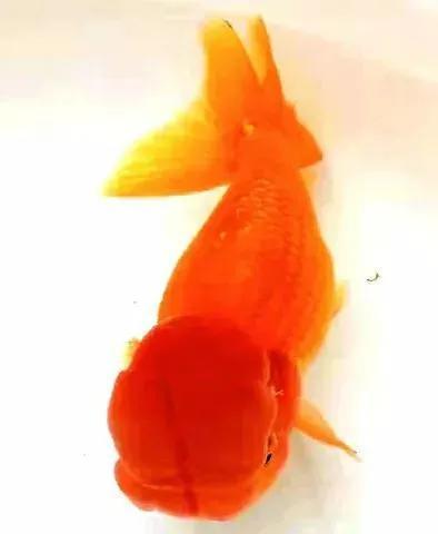 超美的水中天使，六十种名字优雅好听的观赏鱼爆美图片欣赏-90.jpg