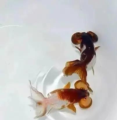 超美的水中天使，六十种名字优雅好听的观赏鱼爆美图片欣赏-96.jpg