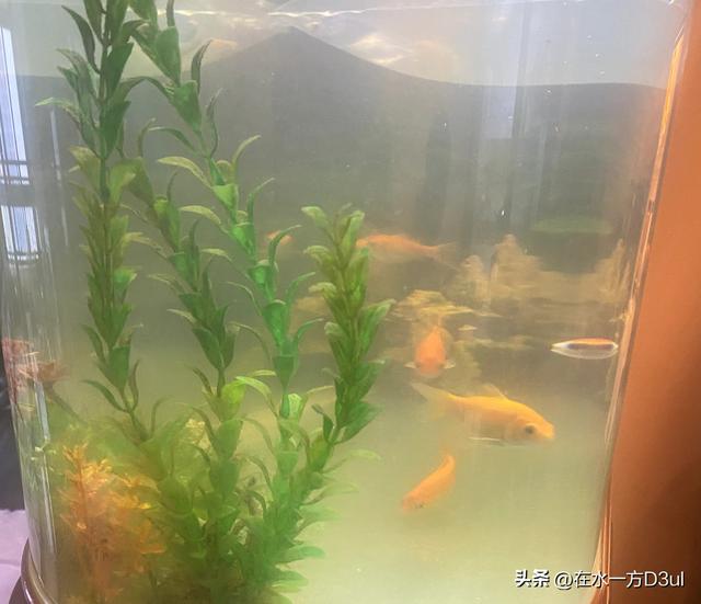 老公买了六条天使鱼，有黄色的蓝色的红色的，还有绿色的，放在鱼-3.jpg