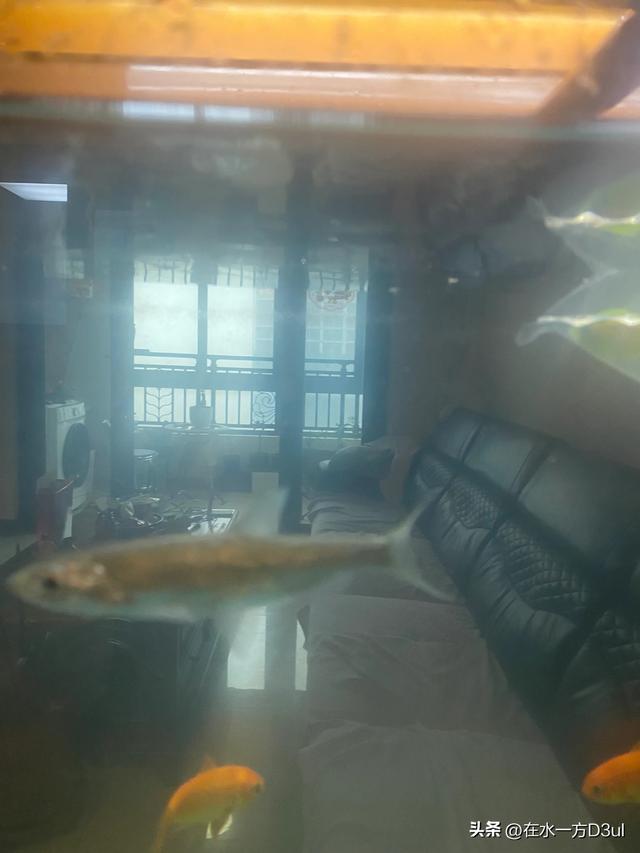老公买了六条天使鱼，有黄色的蓝色的红色的，还有绿色的，放在鱼-4.jpg