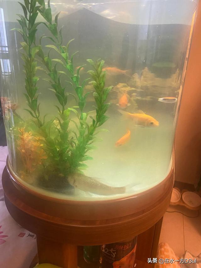 老公买了六条天使鱼，有黄色的蓝色的红色的，还有绿色的，放在鱼-2.jpg
