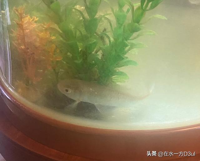 老公买了六条天使鱼，有黄色的蓝色的红色的，还有绿色的，放在鱼-7.jpg