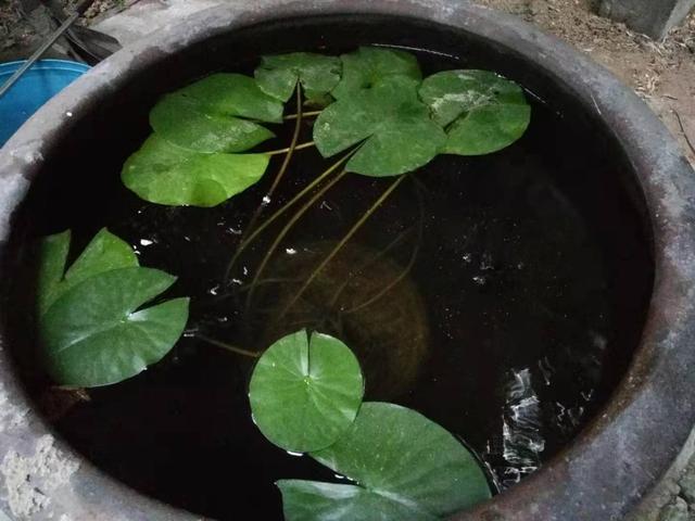 一个鱼缸最好的生态养鱼模式，是不是应该五行俱全？-3.jpg