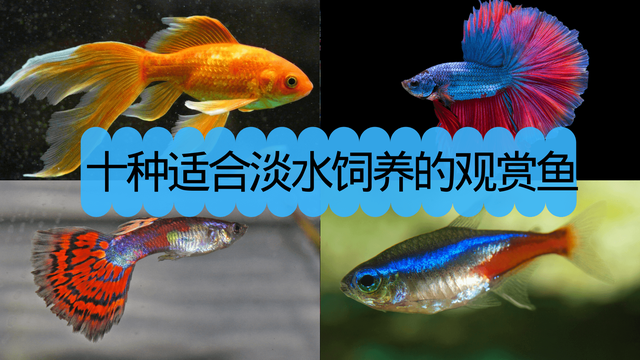 常见观赏鱼 - 十种适合淡水饲养的观赏鱼-1.jpg