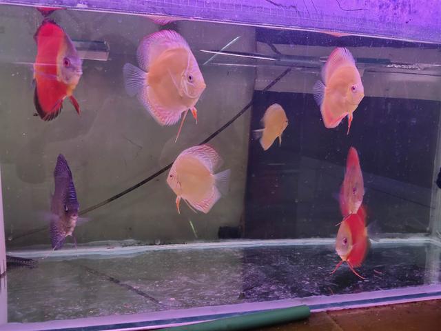 不管鱼缸养了几条鱼，只要频繁出现这些问题，就知道饲养密度大了-1.jpg