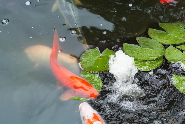 鱼友常见问题解答，过滤、供氧的时间，形式-1.jpg