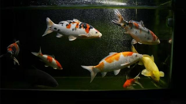 鱼友常见问题解答，过滤、供氧的时间，形式-4.jpg