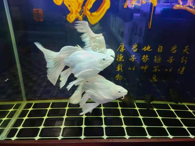小型鱼患病，为什么换水、下药以后，最终决定全部倒缸？-2.jpg