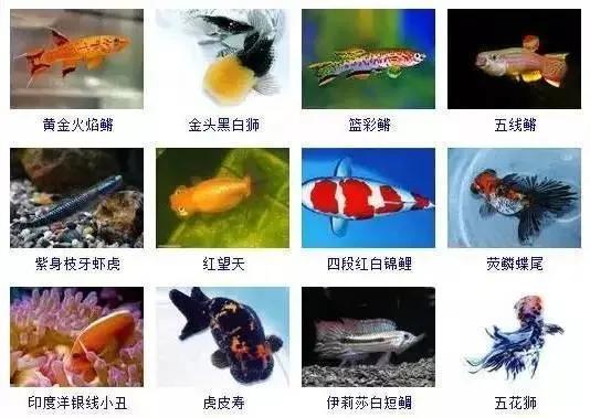 观赏鱼大全-3.jpg