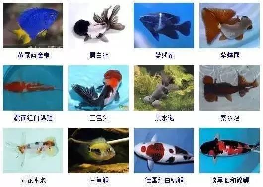 观赏鱼大全-1.jpg
