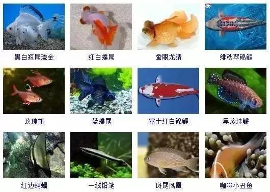 观赏鱼大全-2.jpg