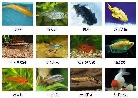 观赏鱼大全-11.jpg