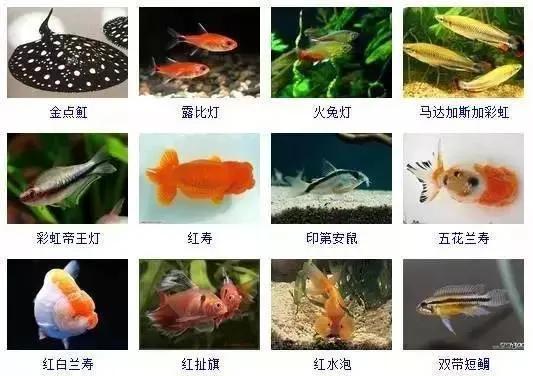 观赏鱼大全-7.jpg