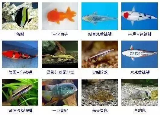 观赏鱼大全-6.jpg