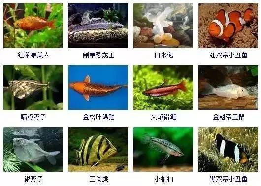观赏鱼大全-5.jpg
