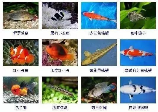 观赏鱼大全-4.jpg