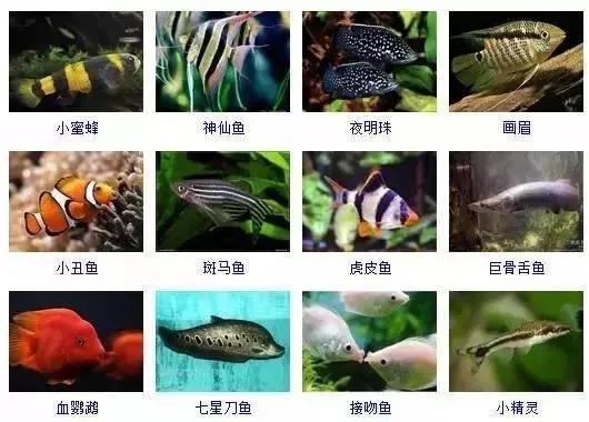 观赏鱼大全-15.jpg